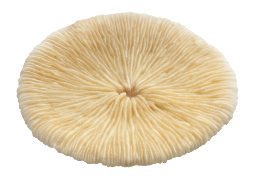 Plate coral with flat, circular shape and ridged surface