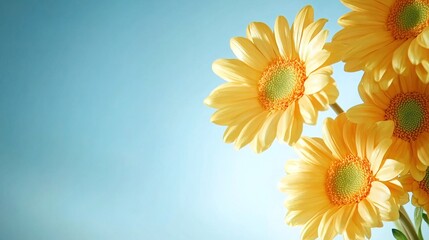 Fototapeta premium Yellow gerbera daisies on blue background, fresh decorative floral scene
