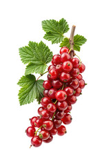 Vibrant Red Currants Still Life Isolated on White Background for Commercial Use