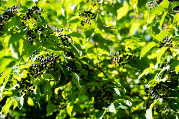 Die schwarze Apfelbeere Aronia kann ab August geerntet werden