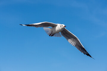 Seagulls flying on the beautiful blue sky, some chasing after food to eat at Bangpu, Samutprakarn in Thailand.