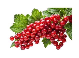 Bright and Juicy Red Currants with Green Leaves on a White Background