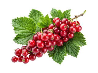 A vibrant and juicy cluster of red currants with fresh green leaves