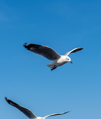 Seagulls flying on the beautiful blue sky, some chasing after food to eat at Bangpu, Samutprakarn in Thailand.