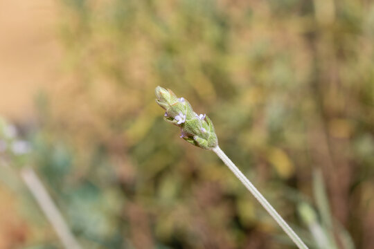 Close-up of Blooming Lavender Flower in Natural Light at Garden