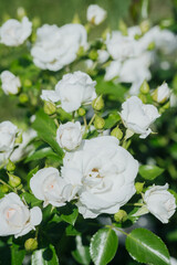 Beautiful white roses blooming in a sunny garden during springtime