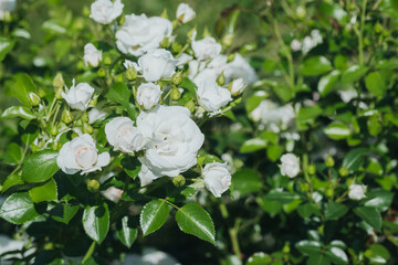 White roses blooming in a garden during a sunny afternoon