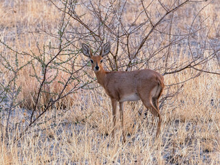 Steenbok