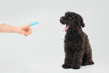 Female hand with toothbrush and Toy Poodle dog on table against light background