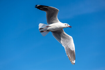 Seagulls flying on the beautiful blue sky, some chasing after food to eat at Bangpu, Samutprakarn in Thailand.