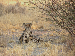 Guépard