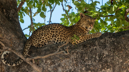 Léopard en observation sur sa branche