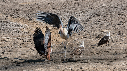 Marabout et aigles pêcheurs, lutte pour un poisson