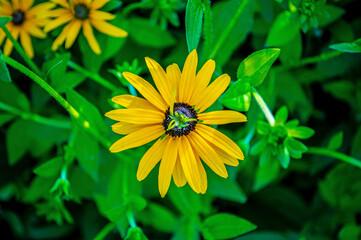 Strahlender Sonnenhut: Nahaufnahme in sattem Grün
