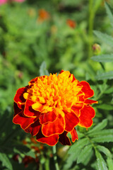 beautiful marigold flower on a blurred natural background