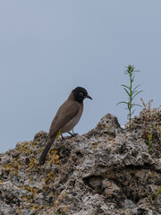 Arabian nightingale bird on rocks