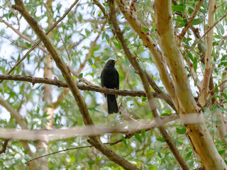 blackbird on tree in forest