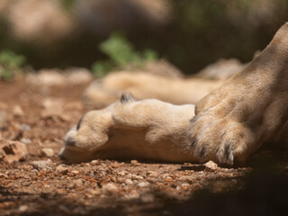 lion paws resting while sleeping