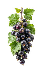 Fresh Black Currants on Stem with Leaves isolated on white background