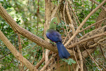 Turaco vert