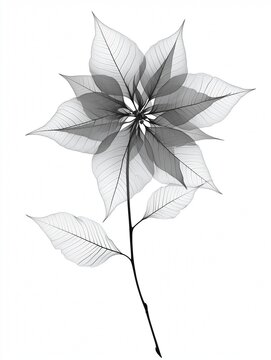 Poinsettia Flower Realistic X-Ray, Birth Flower,  December Flower, Black and White Botany Art
