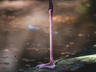 flamingo leg by the pond