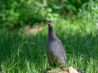 solitary turkey in forest