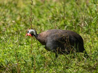 solitary turkey in forest