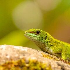 Fototapeta premium Close-up of a vibrant green lizard resting on a textured rock, showcasing its detailed scales and attentive gaze.