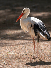 stork resting on migration route