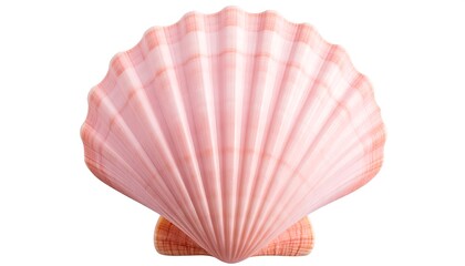 Fototapeta premium pink shells on a white striped background