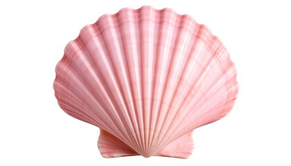 Fototapeta premium pink shells on a white striped background