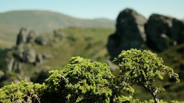 Close-up of green mountain juniper bush with blurred rocky peaks in the background, Stara Planina National Park, Serbia. Planina Babin Zub