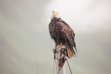 Wet bald eagle looking bedraggled but still regal
