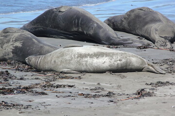 Obraz premium sea lion on the beach