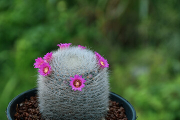 Beautiful blooming cactus, selective focus blurred green nature background. Hobby during work from home concept	
