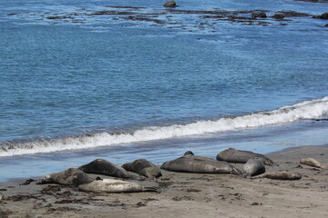 sea lion on the beach