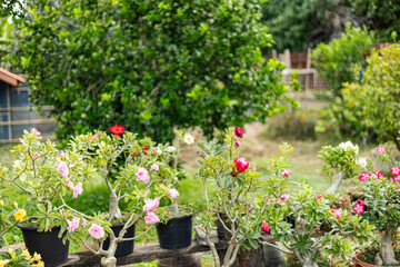 Cluster Of Flowering Plants In The Front Yard