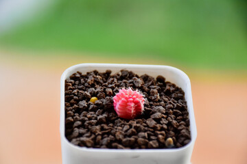 Little cactus on small pot, plant for decoration. Beautiful blooming cactus, selective focus blurred green nature background. Hobby during work from home concept. 