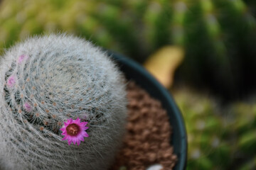 Beautiful blooming cactus, selective focus blurred green nature background. Hobby during work from home concept	