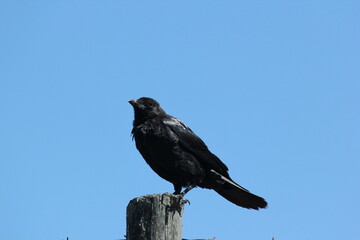 crow 