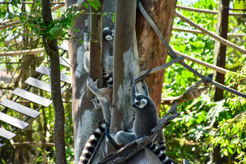 A ring-tailed lemur on grass at Khao Kheow Open Zoo, Chonburi, Thailand.	
