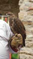 A buzzard standing on a falconer's leather glove. A falconer presenting his domesticated buzzard.