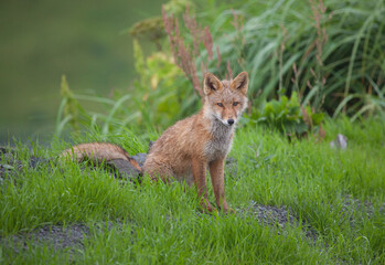 Cute little red fox in the grass