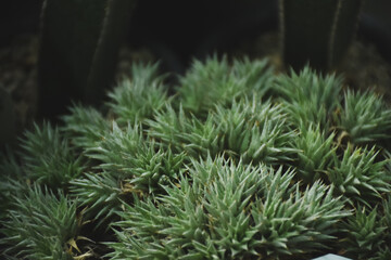 Little cactus on small pot, plant for decoration. Beautiful blooming cactus, selective focus blurred green nature background. Hobby during work from home concept. 