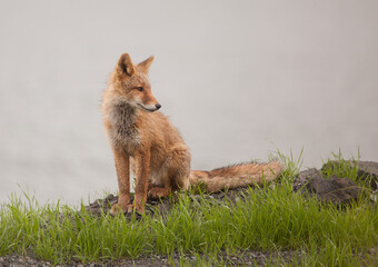red fox vulpes isolated with a clear background