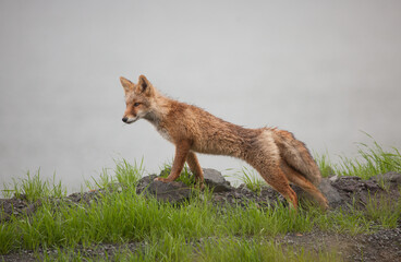 red fox stretching in the wild