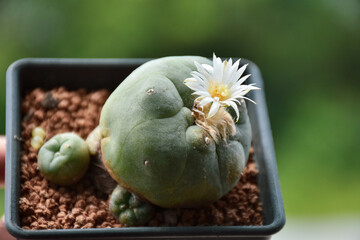 Beautiful blooming cactus, selective focus blurred green nature background. Hobby during work from home concept