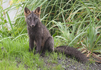 A melanistic black fox looks at the camera