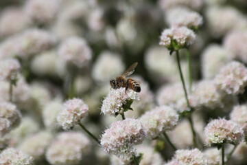 bee on a flower